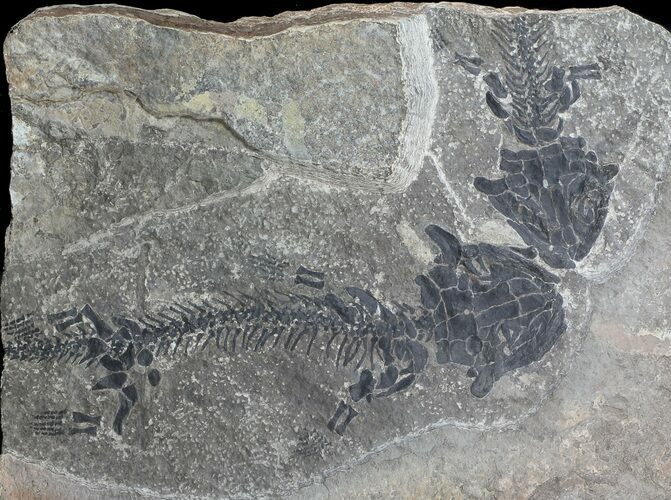 Discosauriscus (Early Permian Reptiliomorph) #62694